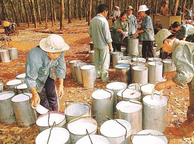 bang_tai_cao_su